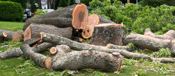 Best Tree Removal  in Royalton, IL