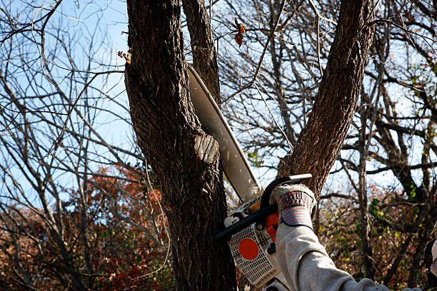 Tree and Shrub Care in Royalton, IL